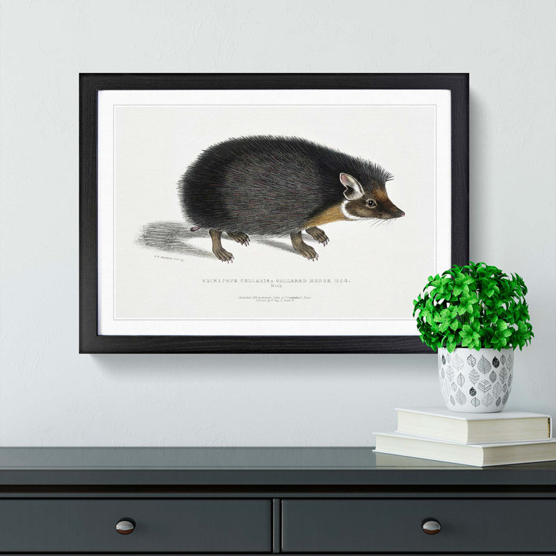 Collared Hedgehog by John Edward Gray - Framed Print, 27cm H x 36cm W x 2cm D, Black Framed