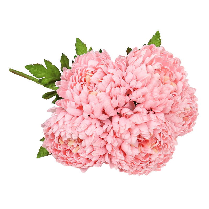 Chrysanthème buisson, Rosé