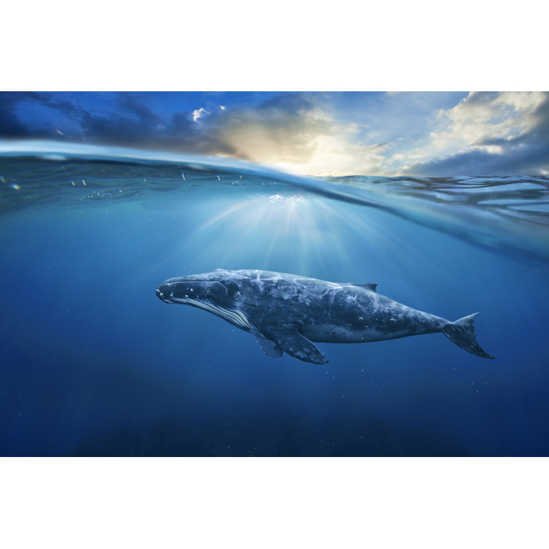 Whale by Jamesteohart - Wrapped Canvas Print, 81cm H x 122cm W