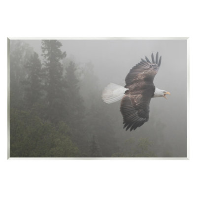" Soaring Eagle In Nature "