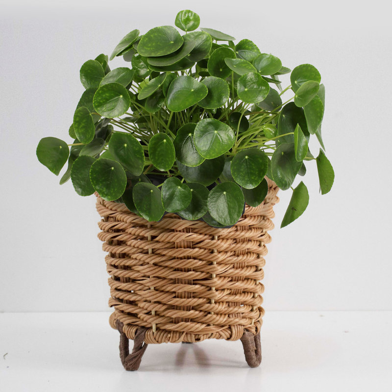 Mingenew Pot Planter