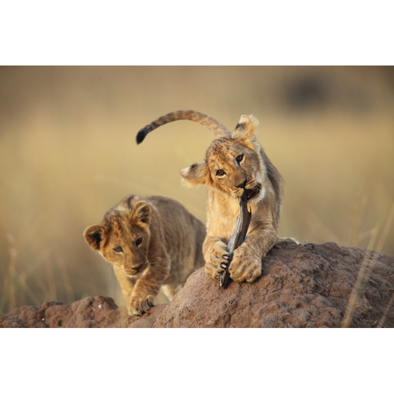 Two Lion Cubs Playing On A Dirt Mound In The Savanna Grass by GP232 - No Frame Print on Canvas, 30cm H x 46cm W