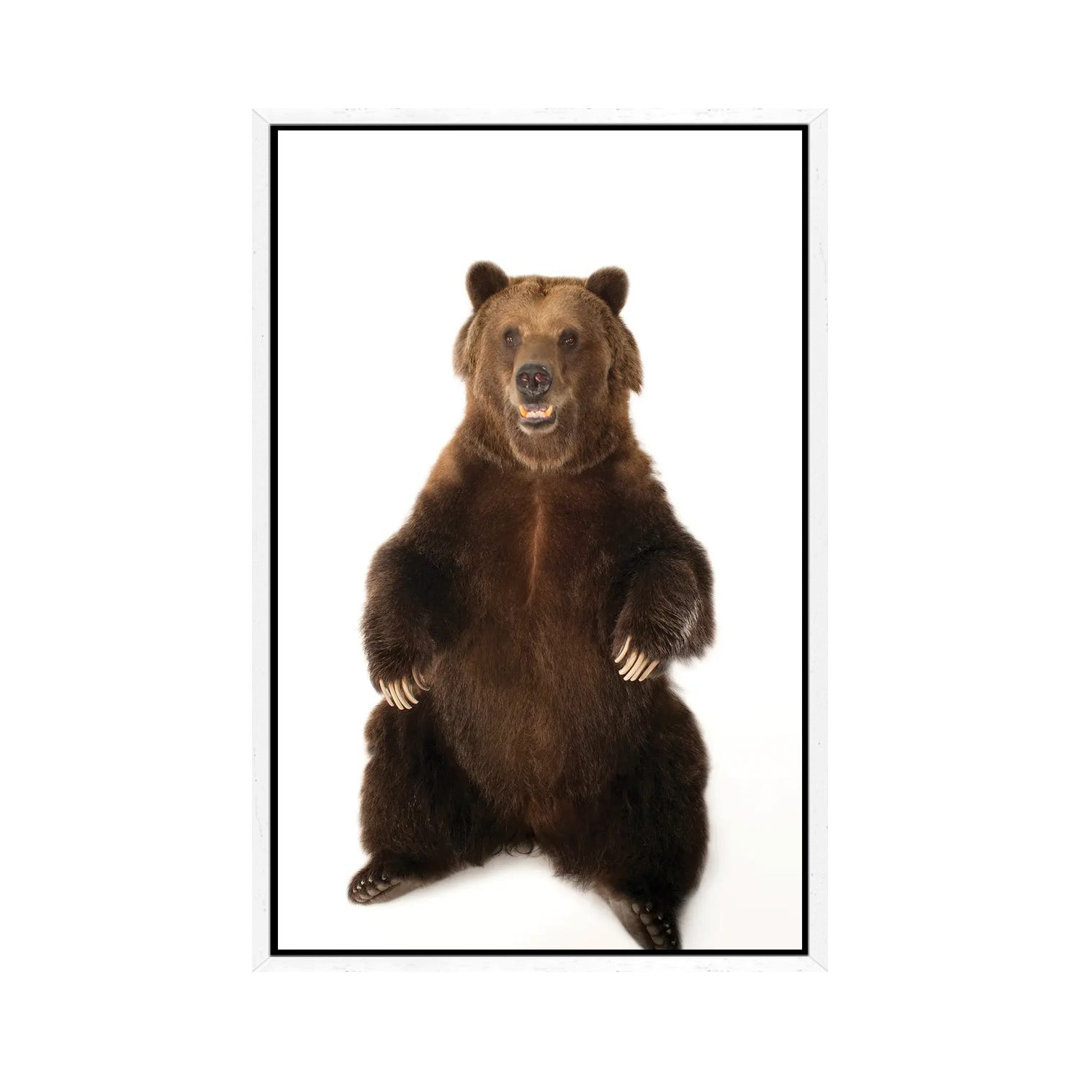 A Federally Threatened Grizzly Bear At Sedgwick County Zoo von Joel Sartore - Gallery-Wrapped Canvas Giclée on Canvas