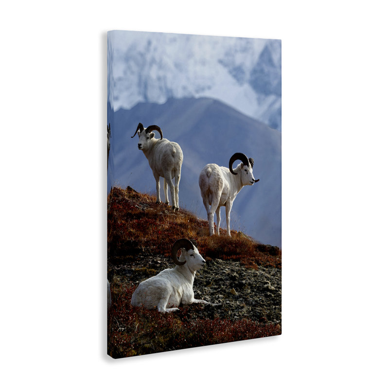 Art mural sur toile «Sheep on Cliff» par Shane Lamb, H 30 po x l 20 po