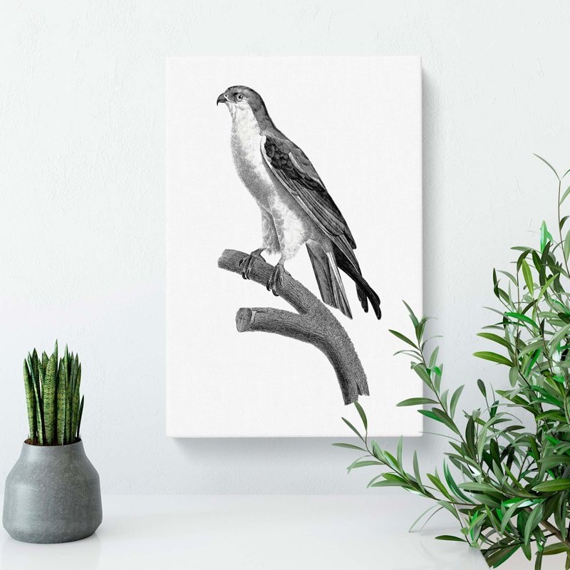 Black-Winged Kite Bird - Wrapped Canvas Painting, 50cm H x 35cm W x 3cm D
