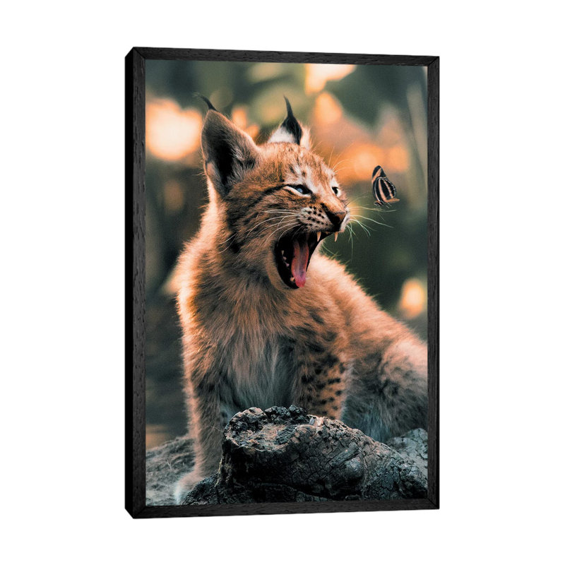 Lynx Cub Butterfly by Zenja Gammer - Print on Canvas, 66.04 cm H x 45.72 cm W, Black Framed