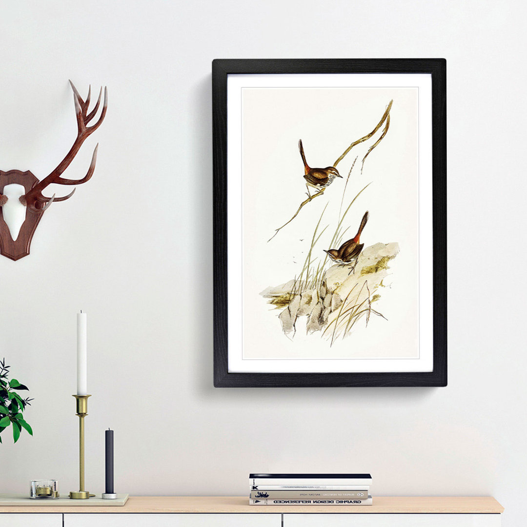 Cautious Wren by Elizabeth Gould - Picture Frame Graphic Art Print