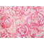 Roses à l'aquarelle - chambre à coucher romantique, impression encadrée
