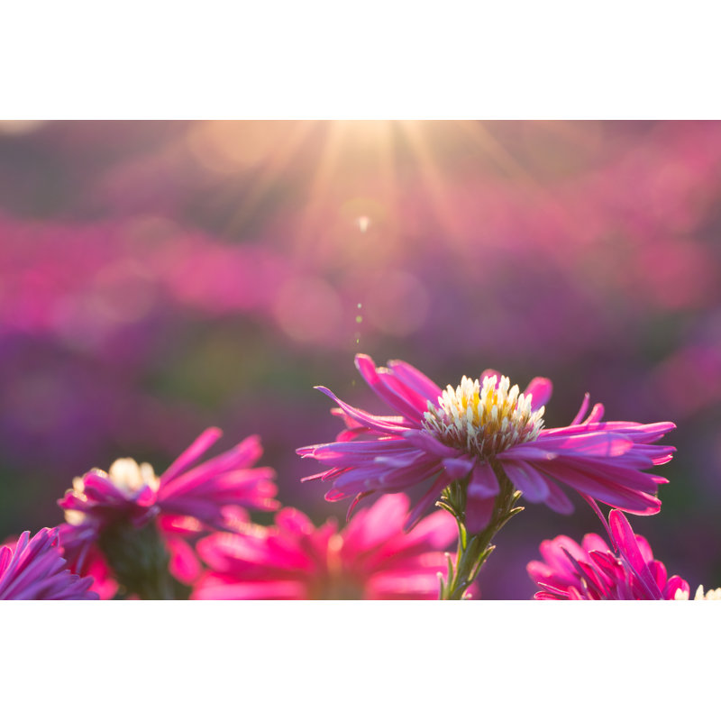 Argento Pink Daisy - Wrapped Canvas Print, 30cm H x 46cm W x 3.8cm D