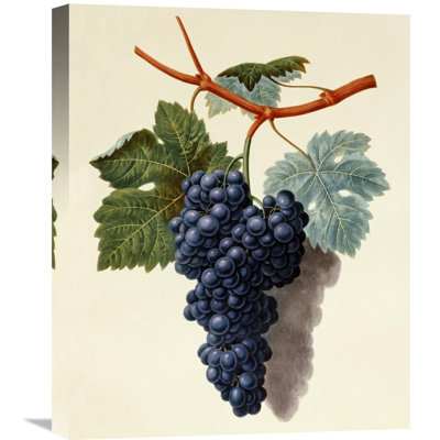 " Black Muscadine Grapes " by George Brookshaw