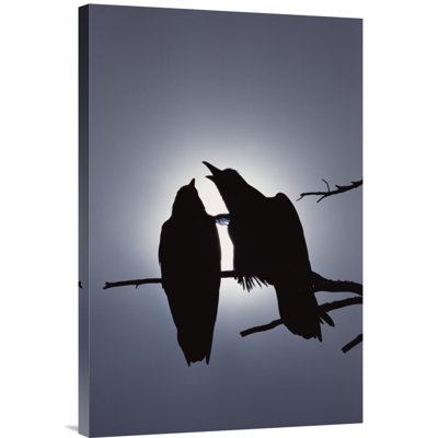 " Common Raven Pair Perching On A Branch, North America "