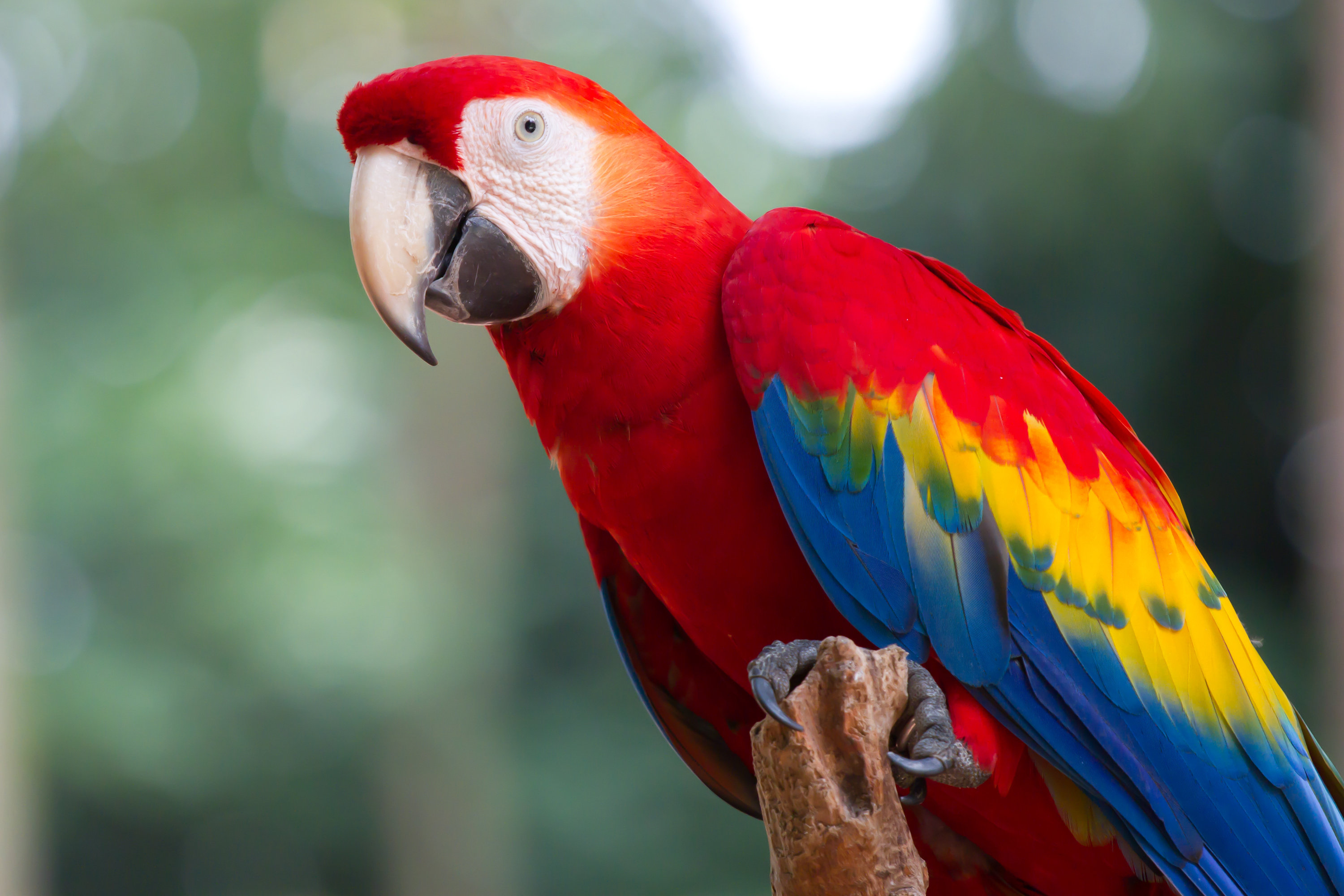 Bay Isle Home Red Parrot (Macaw) - Wrapped Canvas Photograph | Wayfair.co.uk
