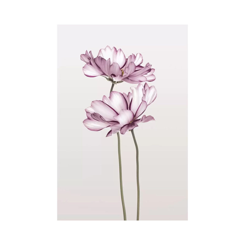 Cosmos II - Print on Canvas, Wrapped Canvas, 101.6cm H x 66.04cm W x 3.81cm D