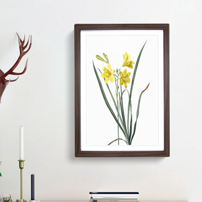 Yellow Daylily by Pierre-Joseph Redoute - Picture Frame Painting Print