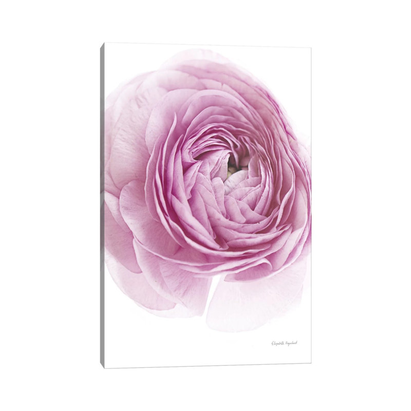 Pink Lady III by Elizabeth Urquhart - Wrapped Canvas Painting, 20.32 cm H x 30.48 cm W