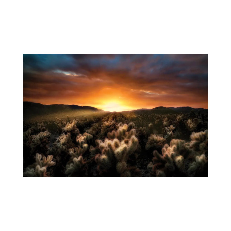 Cholla Sunrise by Dennis Frates - Gallery-Wrapped Canvas Giclée on Canvas, 20.32 cm H x 30.48 cm W, No Frame