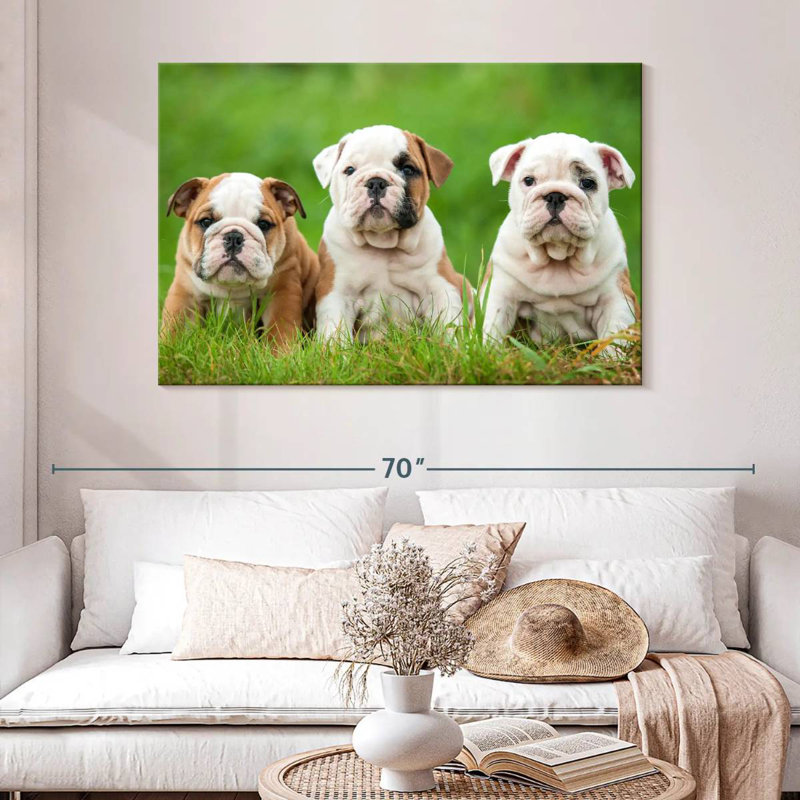 Chiots bouledogue anglais