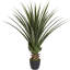 Teton Spiked Agave plante de sol en pot