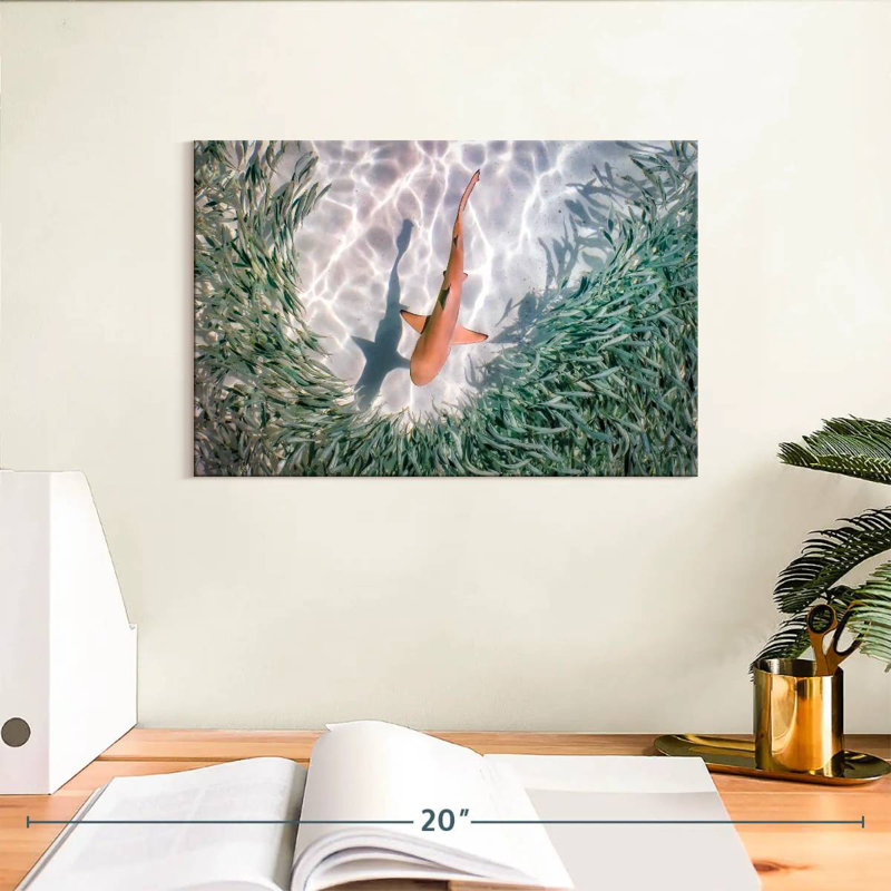 Brampt Baby Blacktip Reef Shark, 8" H x 12" W