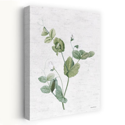 Botanical Trio II - Illustration rétro de plante botanique de pois, feuilles vertes