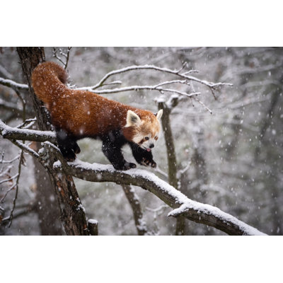 Panda rouge - photographie sur toile tendue