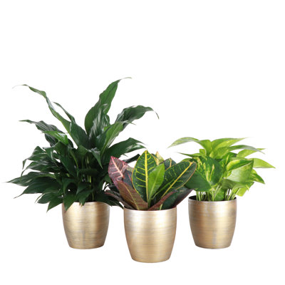 Plant in Pot