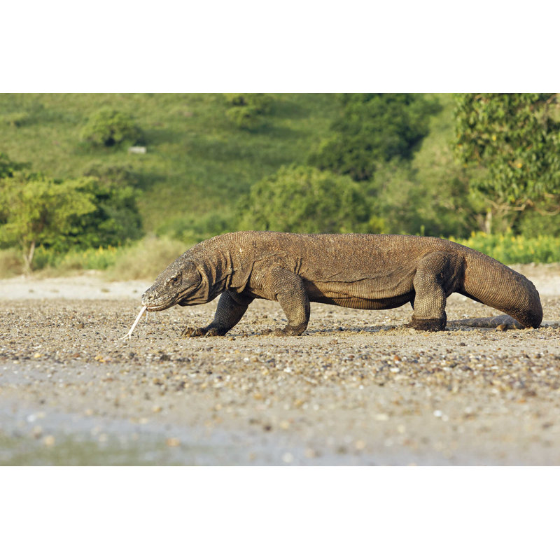 Dragon de Komodo par Mikelane - Photographie sur toile tendue, L 36 po x H 24 po