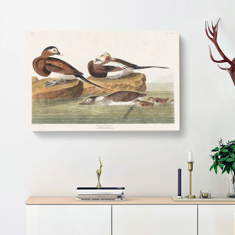 Long-Tailed Ducks by John James Audubon - Wrapped Canvas Art - Wrapped Canvas, 35cm H x 50cm W x 3cm D