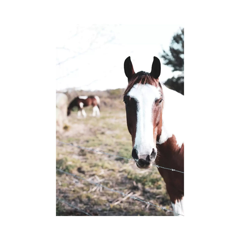 Front And Center by Melissa Hanley - Wrapped Canvas Print, 30.48 cm H x 45.72 cm W