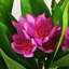 Plastic, Silk Freesia Arrangement in Pot