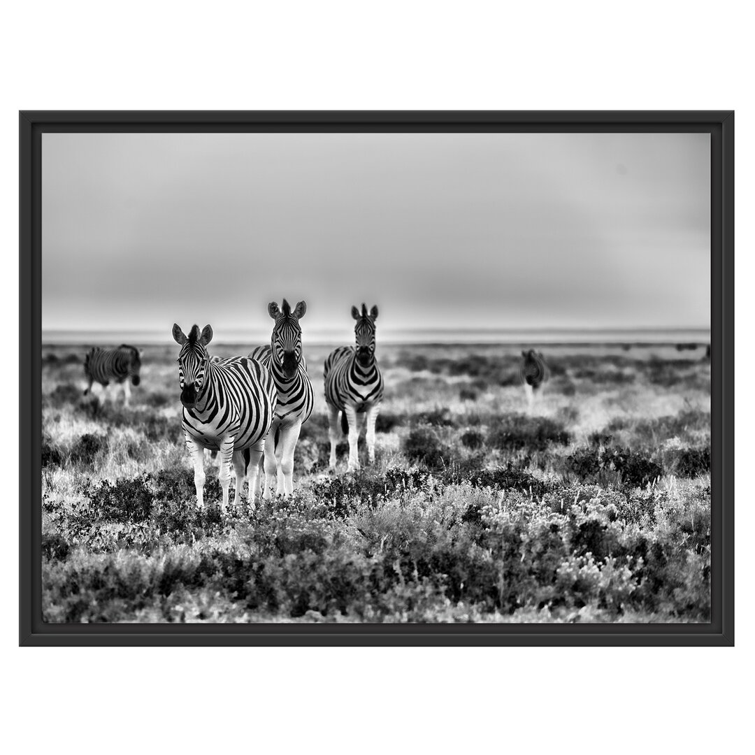 Gerahmtes Wandbild Zebra in der Savanne