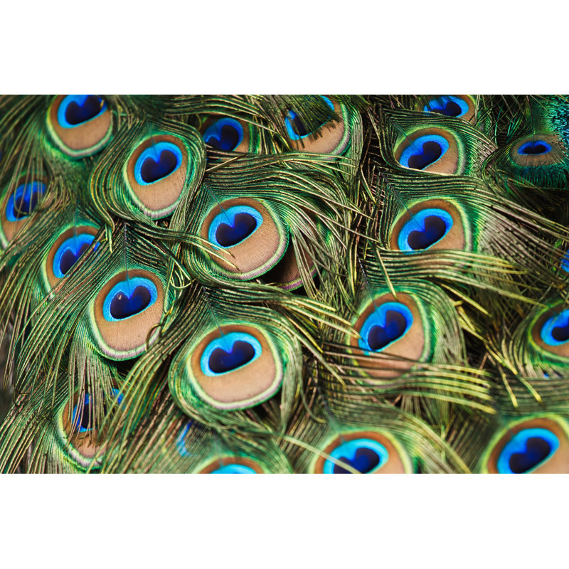 " Beautiful Peacock Feathers " by Praisaeng, 48" W x 32" H