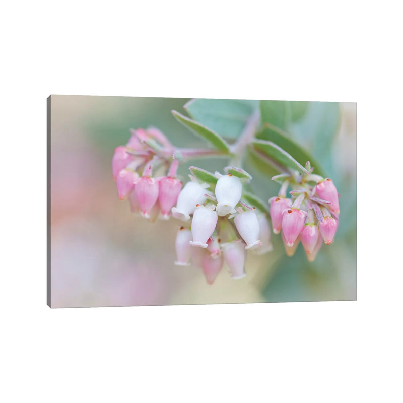 Manzanita Flowers, Genus Arctostaphylos, Mount Diablo State Park 1 Piece Wrapped Canvas Wall Art
