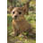 Sitting Lion Cub Statue