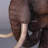 Mammoth Table Top Statue