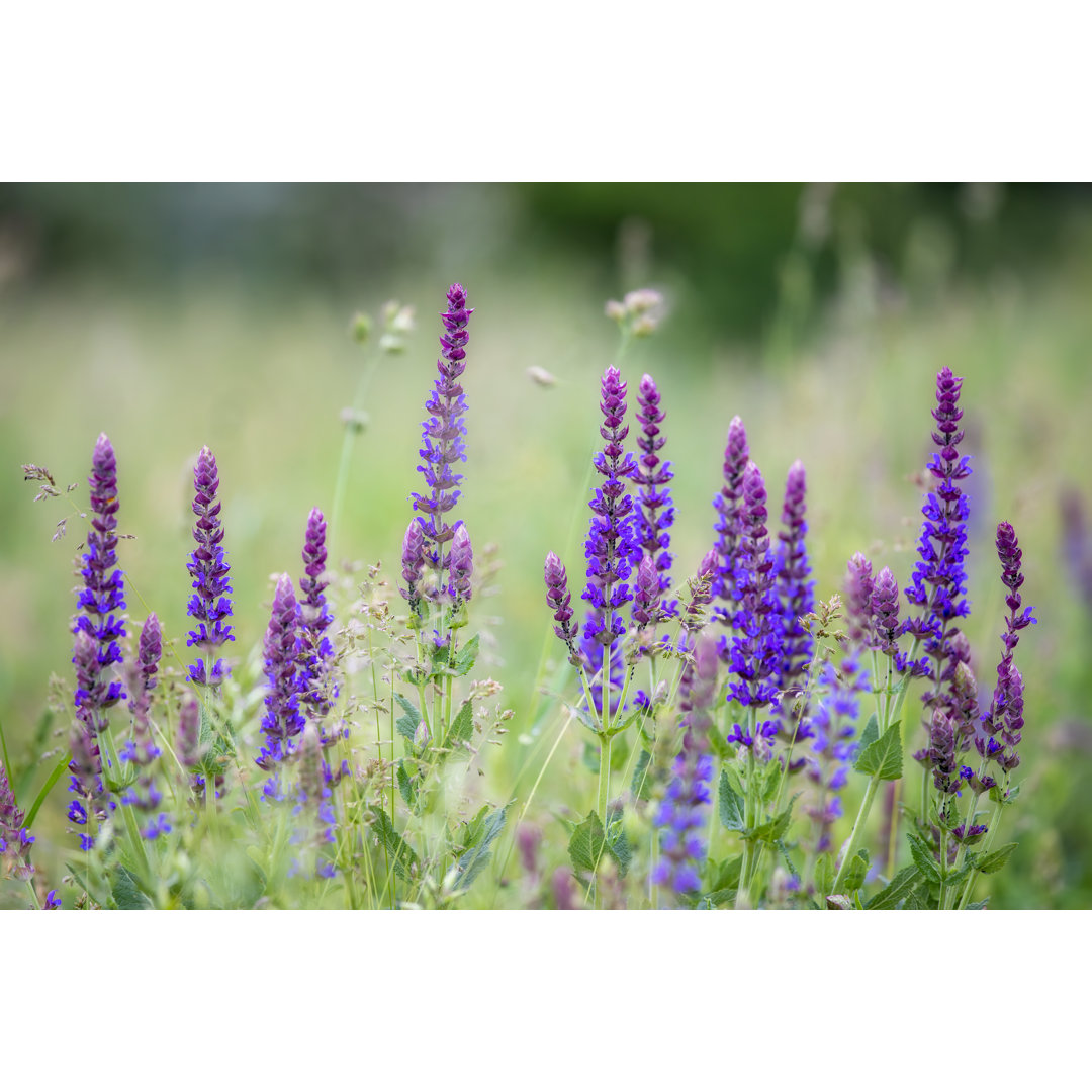 Muskatblüten von Digoarpi - Leinwandbild