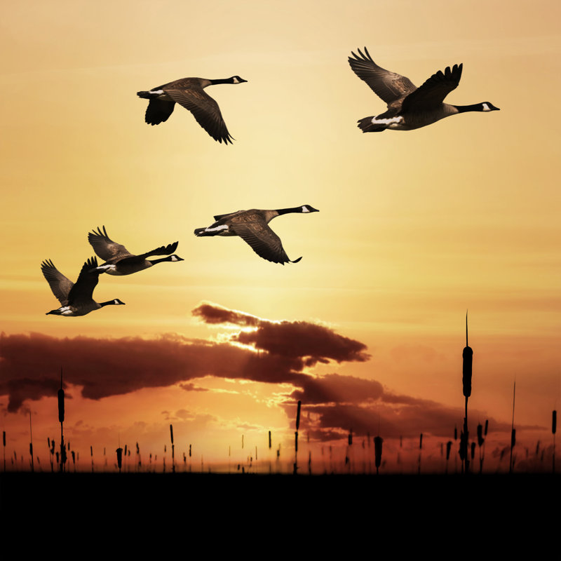 Migrating Canada Geese - Wrapped Canvas Print, 91cm H x 91cm W x 3.8cm D