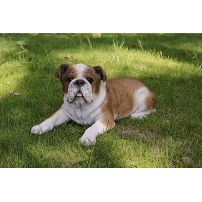 Bouledogue couché
