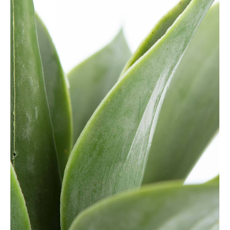 Plante grasse artificielle 14 po
