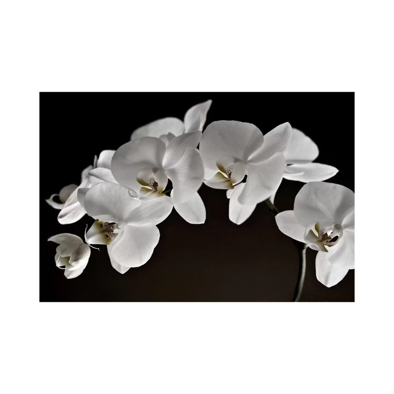 Orchidées - reproduction de photo, H 40 po x l 60 po x 1,5 po, Toile tendue