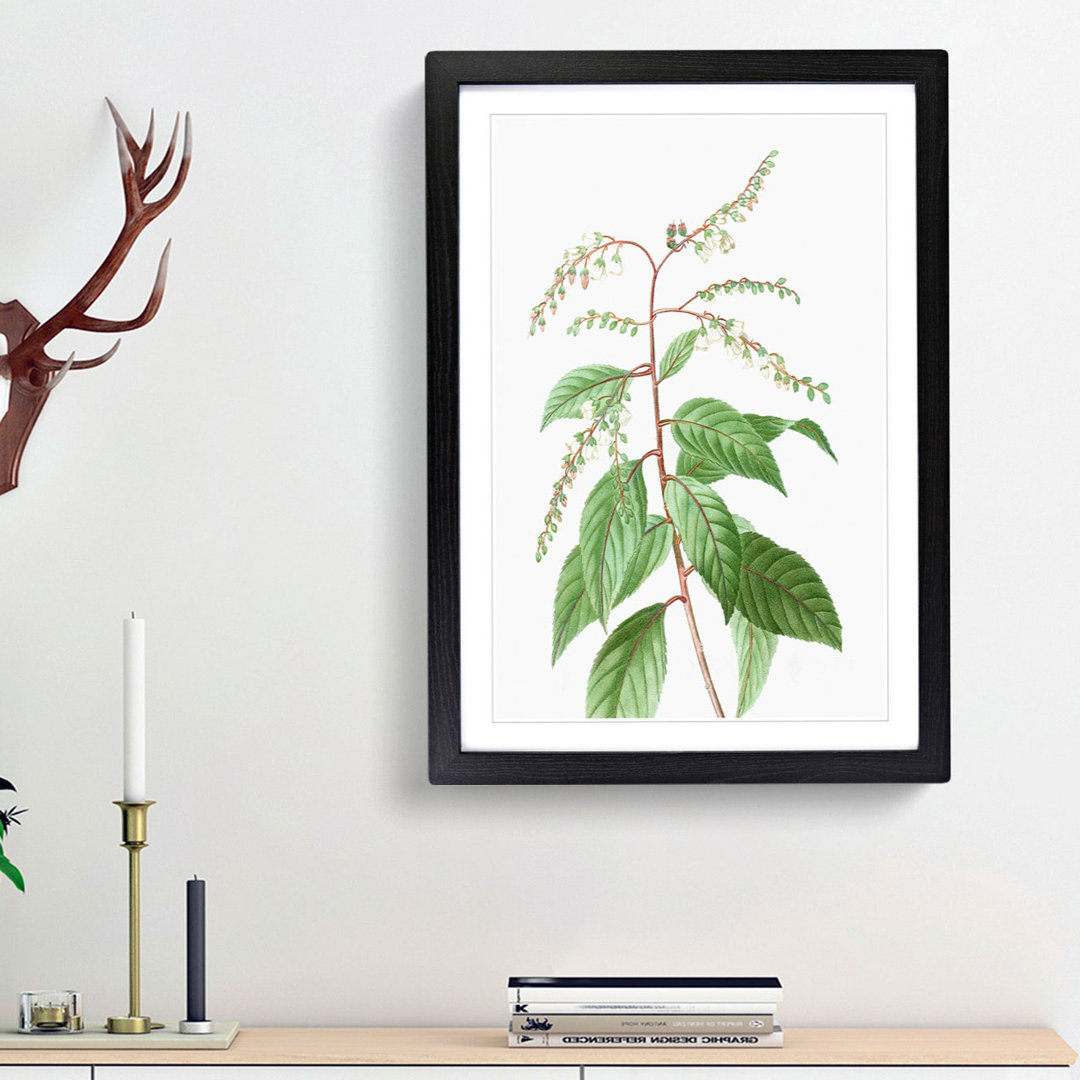 Lily of the Valley Tree by Pierre-Joseph Redoute - Picture Frame Painting Print