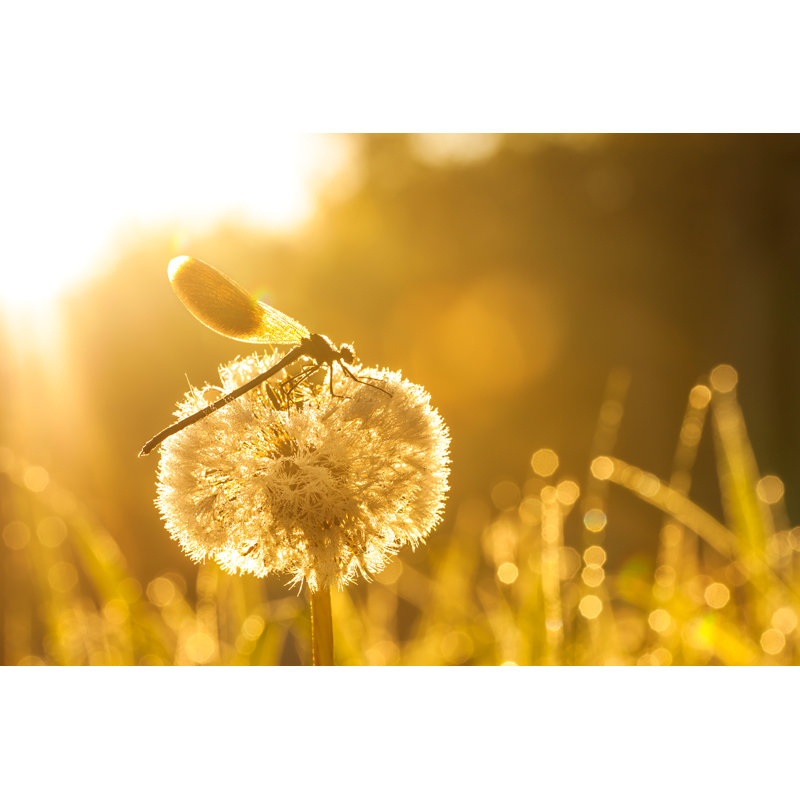 «Emmalin Sunrise Over Summer Meadow» par Yanikap, H 24 po x l 36 po