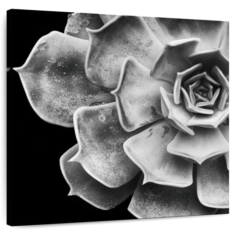 Echeveria, 33" H x 33" W