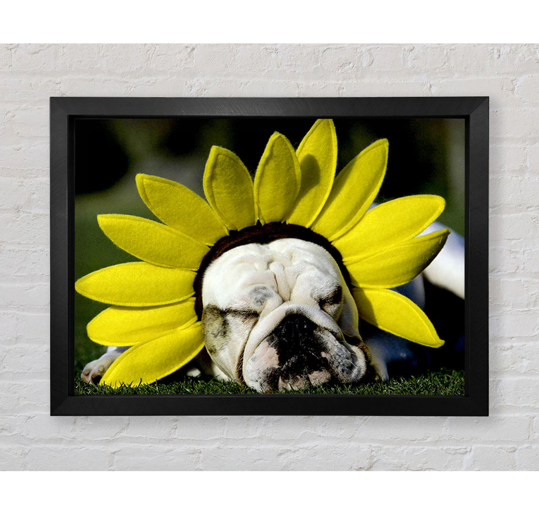 Gerahmtes Leinwandbild Dog Sunflower Hat