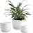 Aniece Ceramic Pot Planter Set of 3