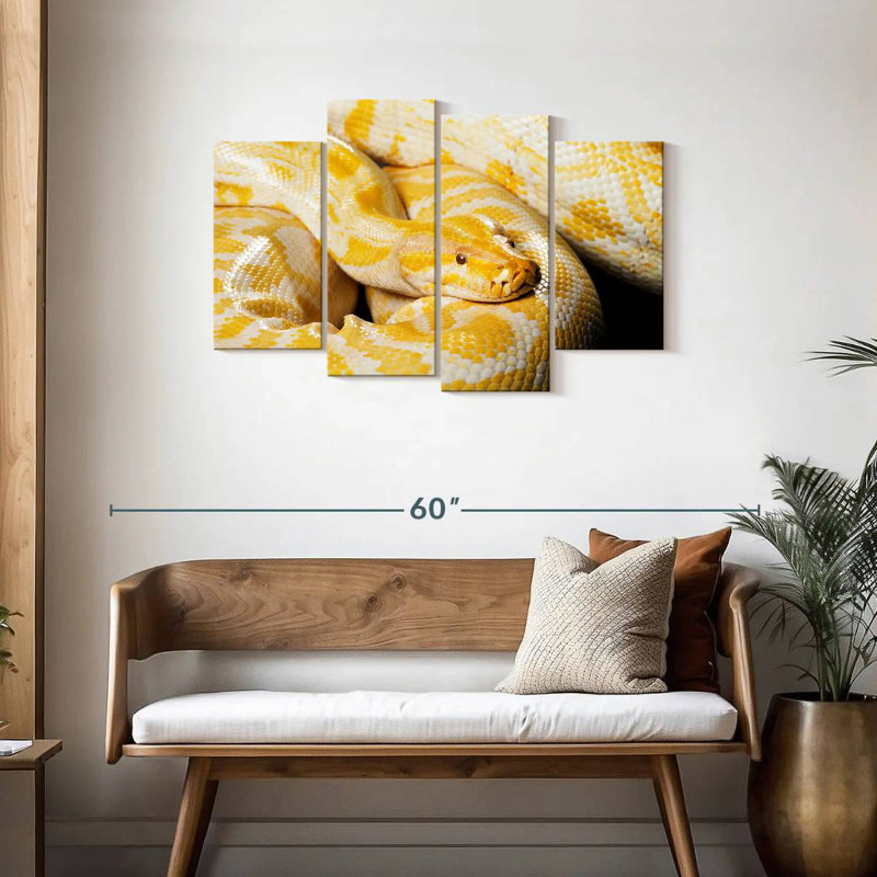 Albino Burmese Python, 27" H x 43" W