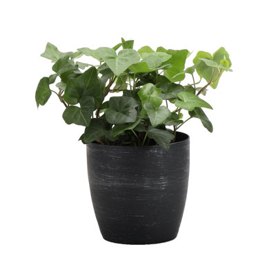 Live Green Ivy Plant in Classic Pot