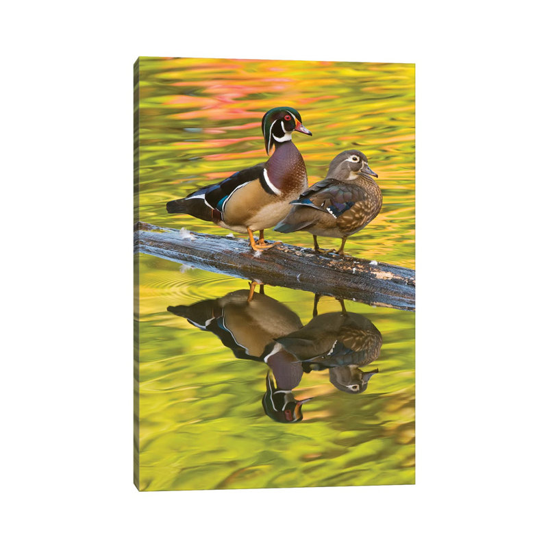 Wood Duck Pair, North Chagrin Reservation, Ohio by Steve Gettle - Wrapped Canvas Print, 66.04 cm H x 45.72 cm W x 1.91 cm D