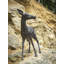 Statue de biche en bronze Bradeord