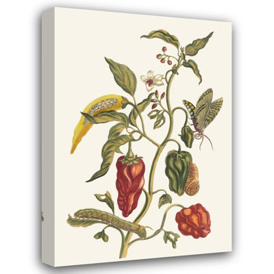 "Poivre D'Jnde" by  Maria Sibylla Merian - Gallery Wrap Canvas Wall Art